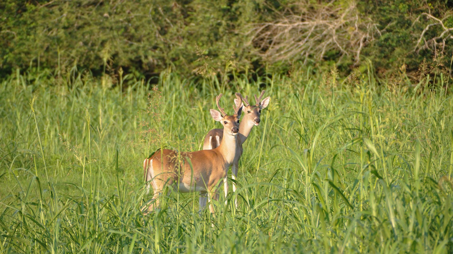 Deer on the UHCL campus